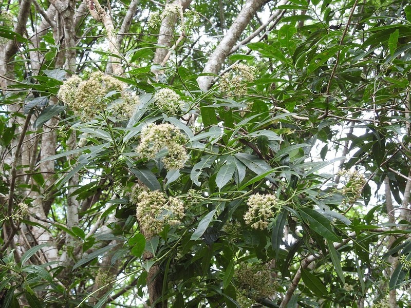 Critonia hospitalis