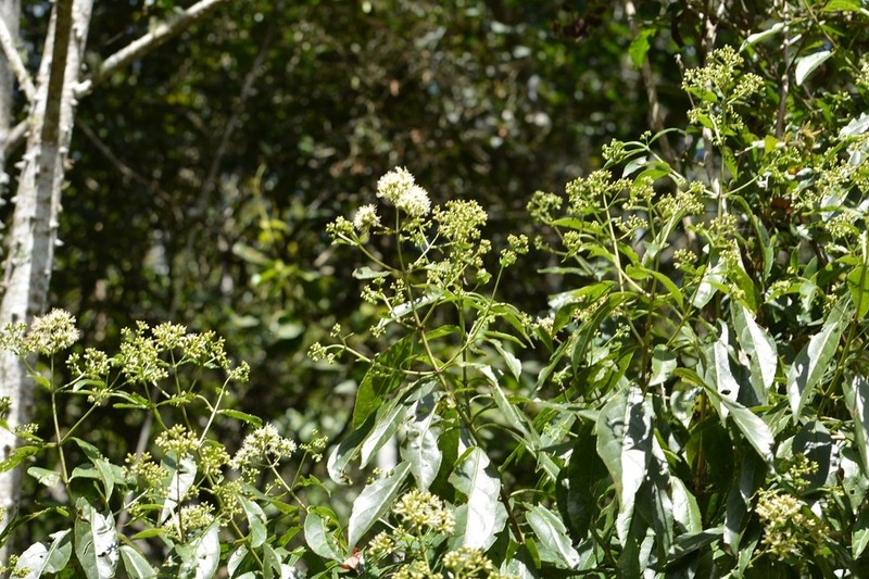 Critonia hospitalis photo 2