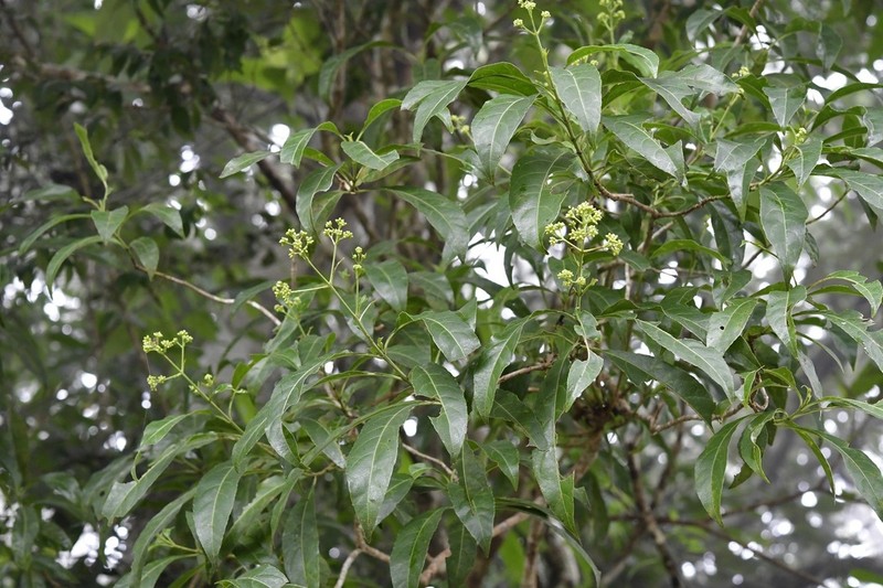 Critonia hospitalis photo 4