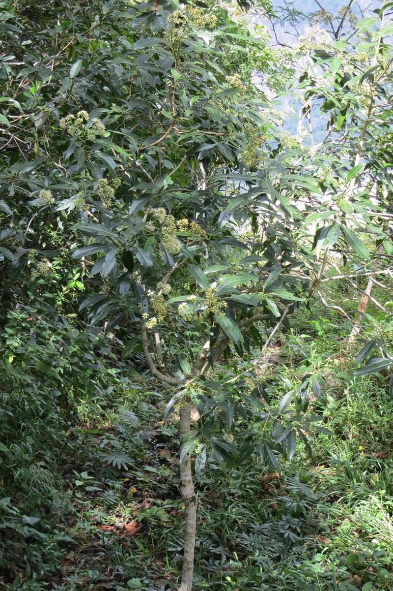 Critonia hospitalis photo 8