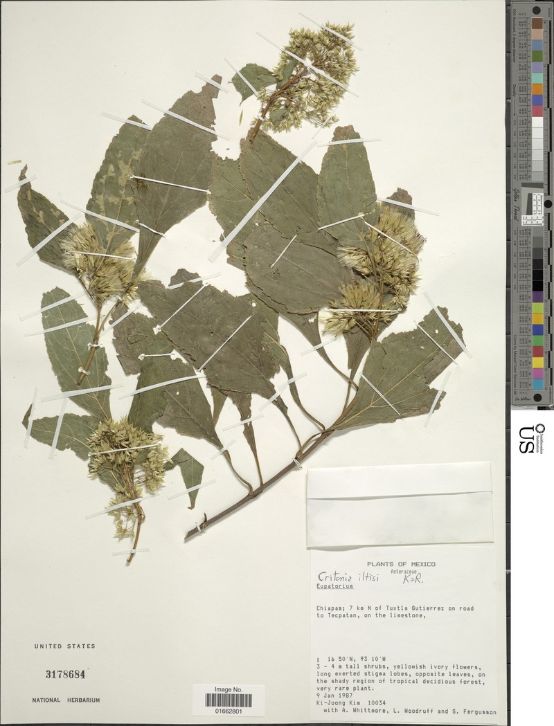 Critonia iltisii