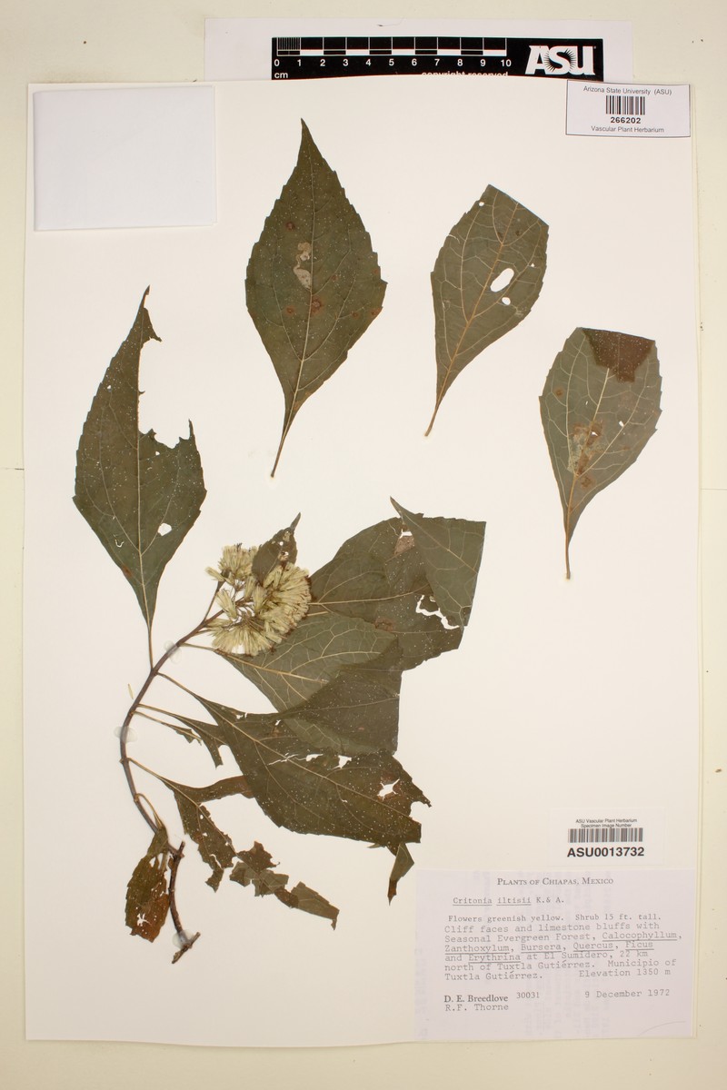 Critonia iltisii photo 2