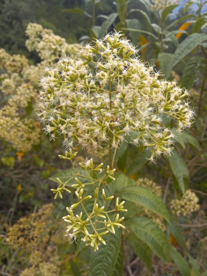 Critonia inaequidens