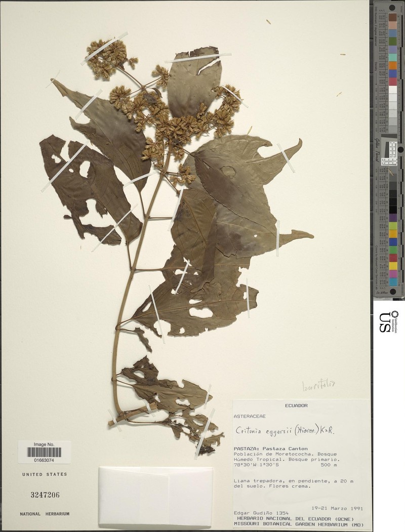 Critonia laurifolia