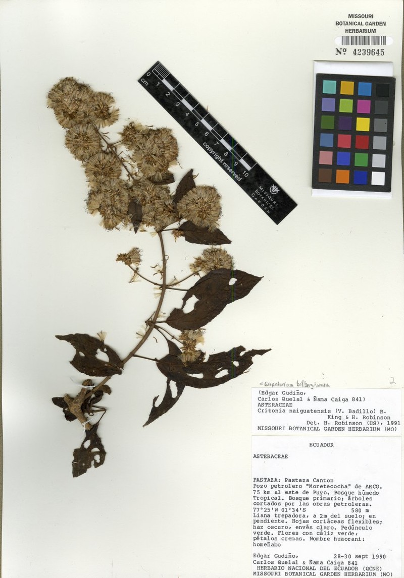 Critonia laurifolia photo 2