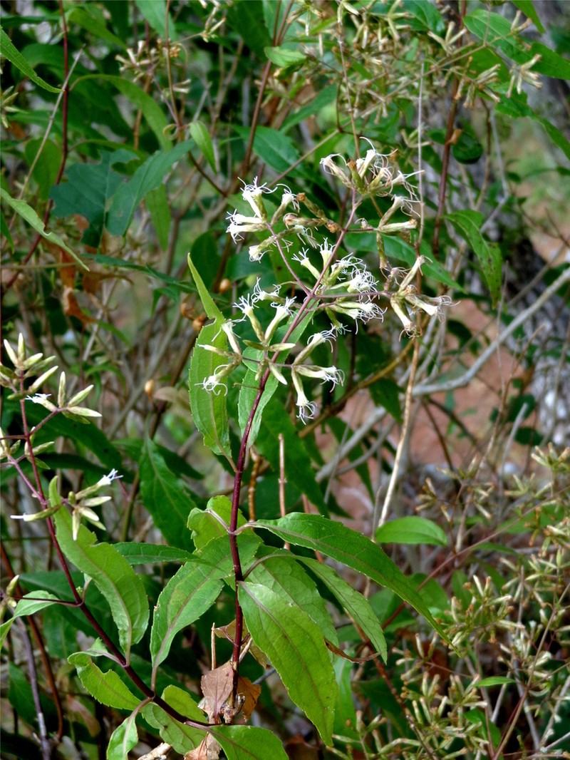 Critonia lozanoana
