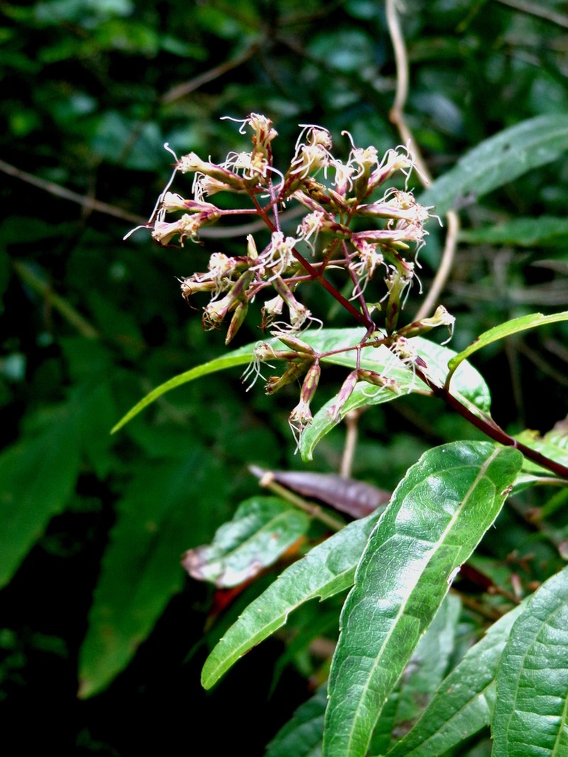 Critonia lozanoana photo 3