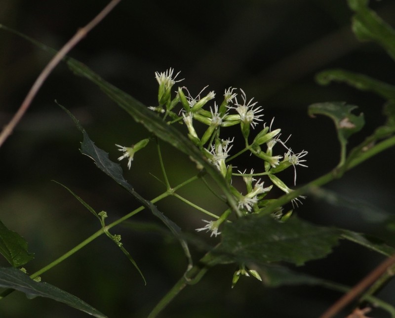 Critonia lozanoana photo 4