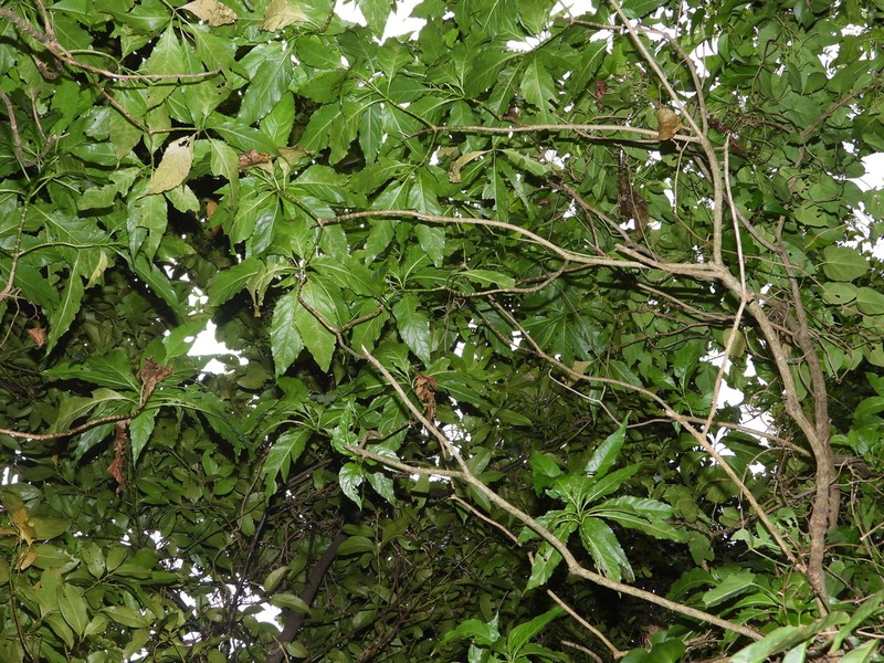Critonia macropoda