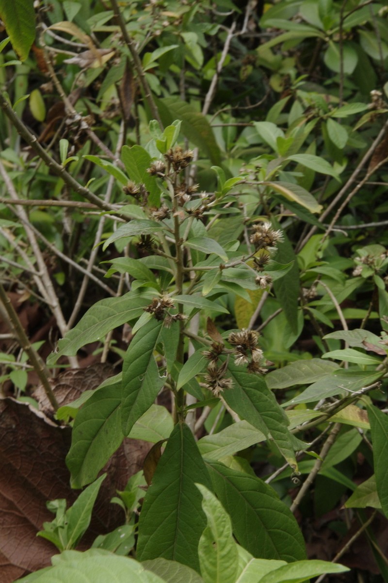 Critonia macropoda photo 2