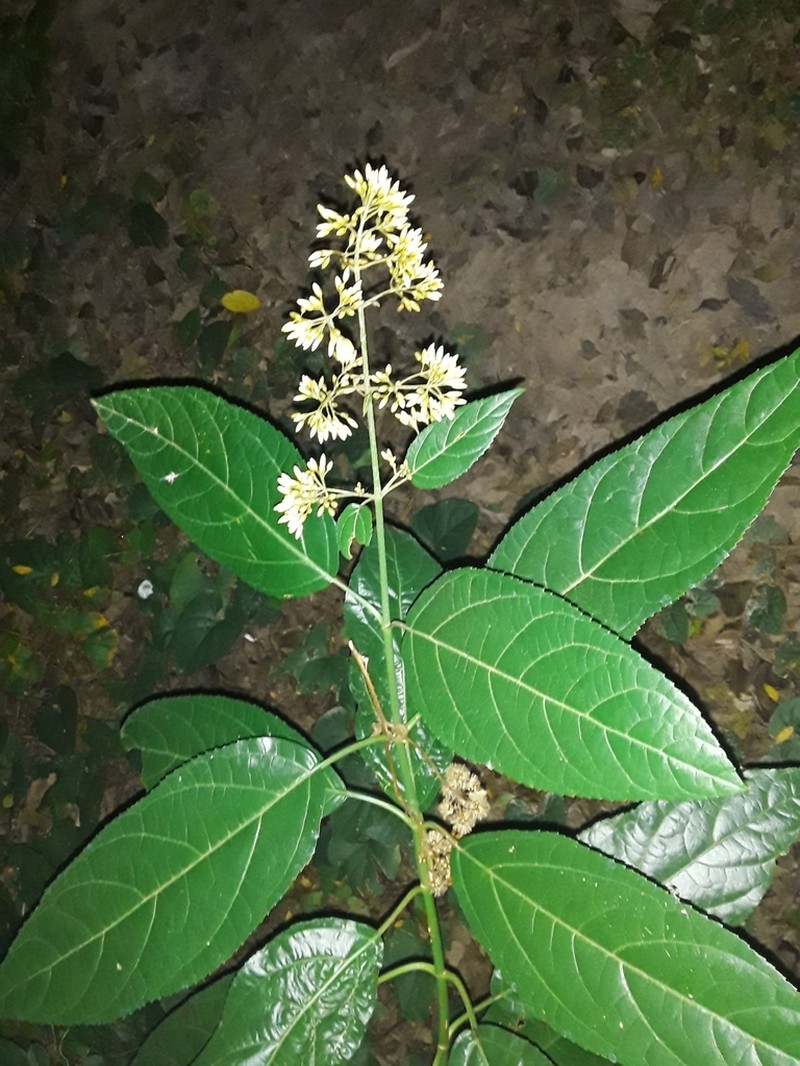 Critonia megaphylla