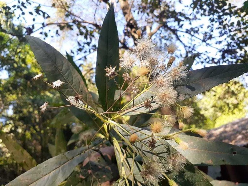 Critonia megaphylla photo 3
