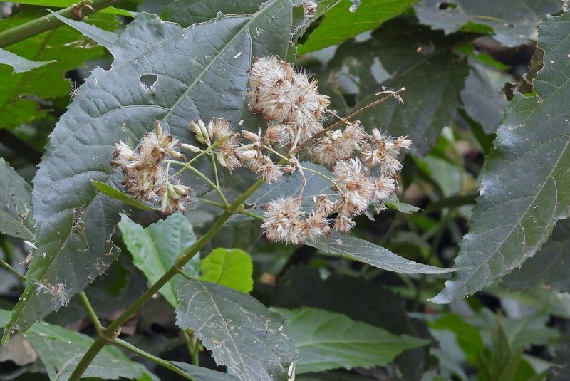Critonia megaphylla photo 4