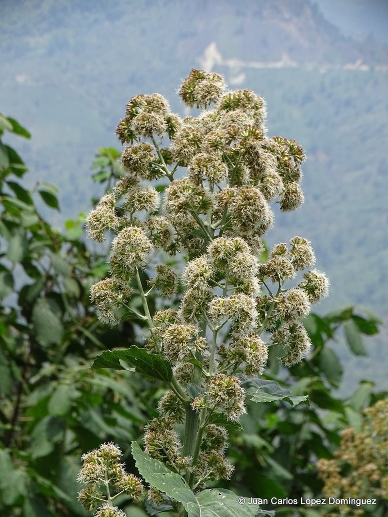 Critonia morifolia