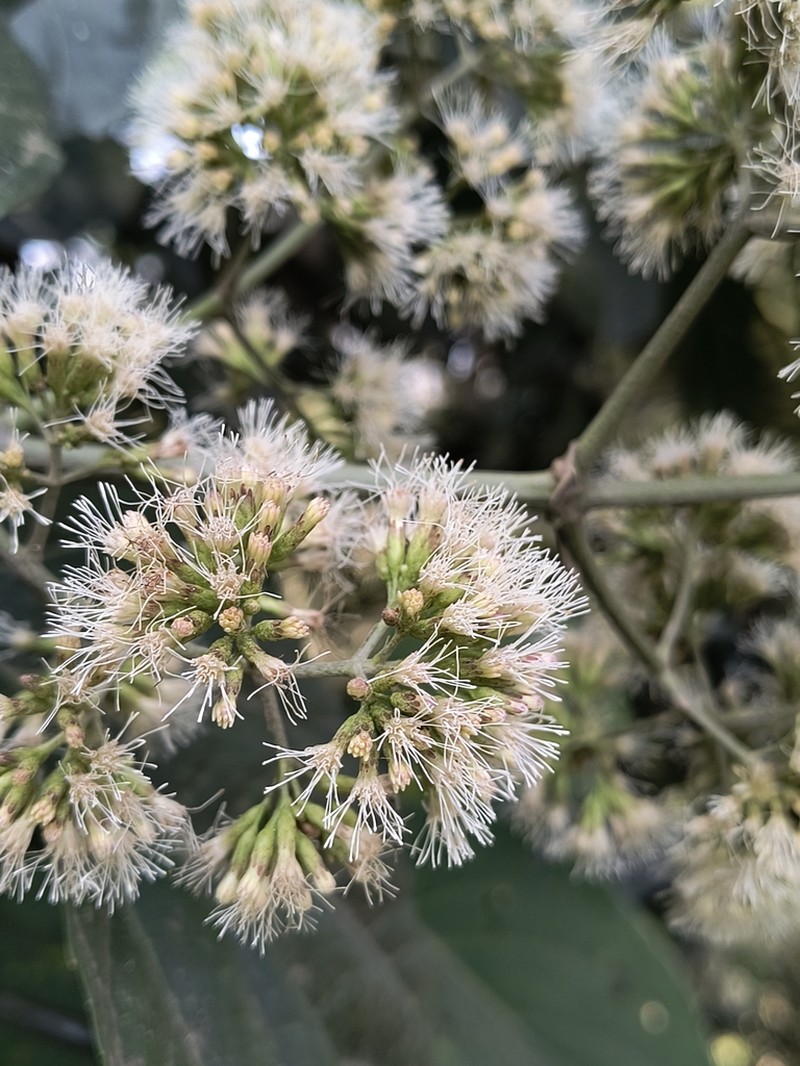 Critonia morifolia photo 2