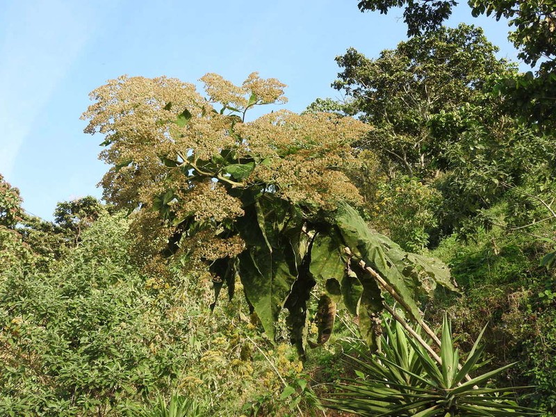 Critonia morifolia photo 3