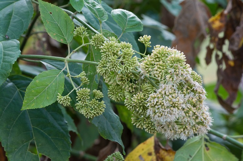 Critonia morifolia photo 4