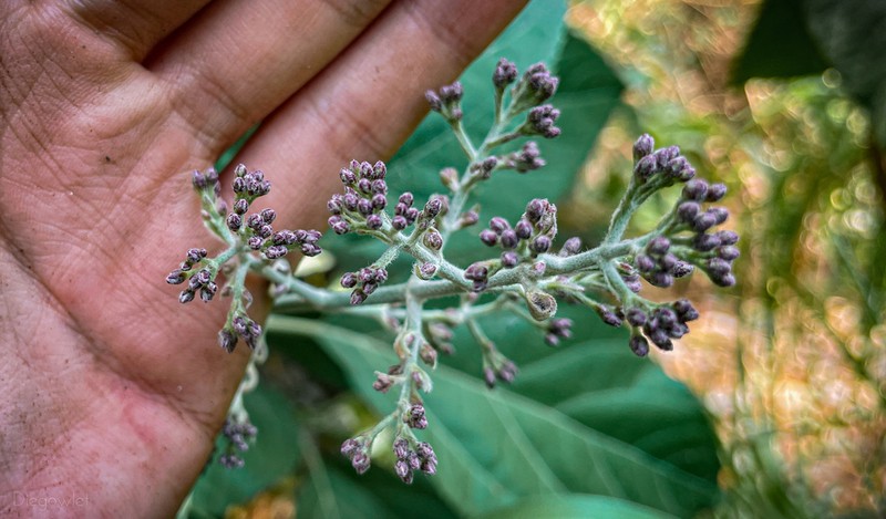 Critonia morifolia photo 5