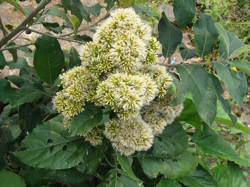 Critonia morifolia photo 6