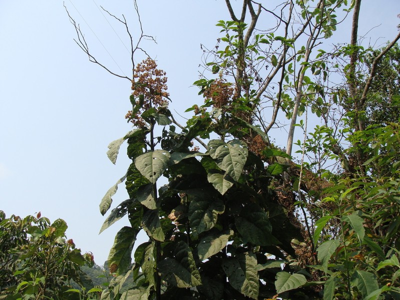 Critonia morifolia photo 7