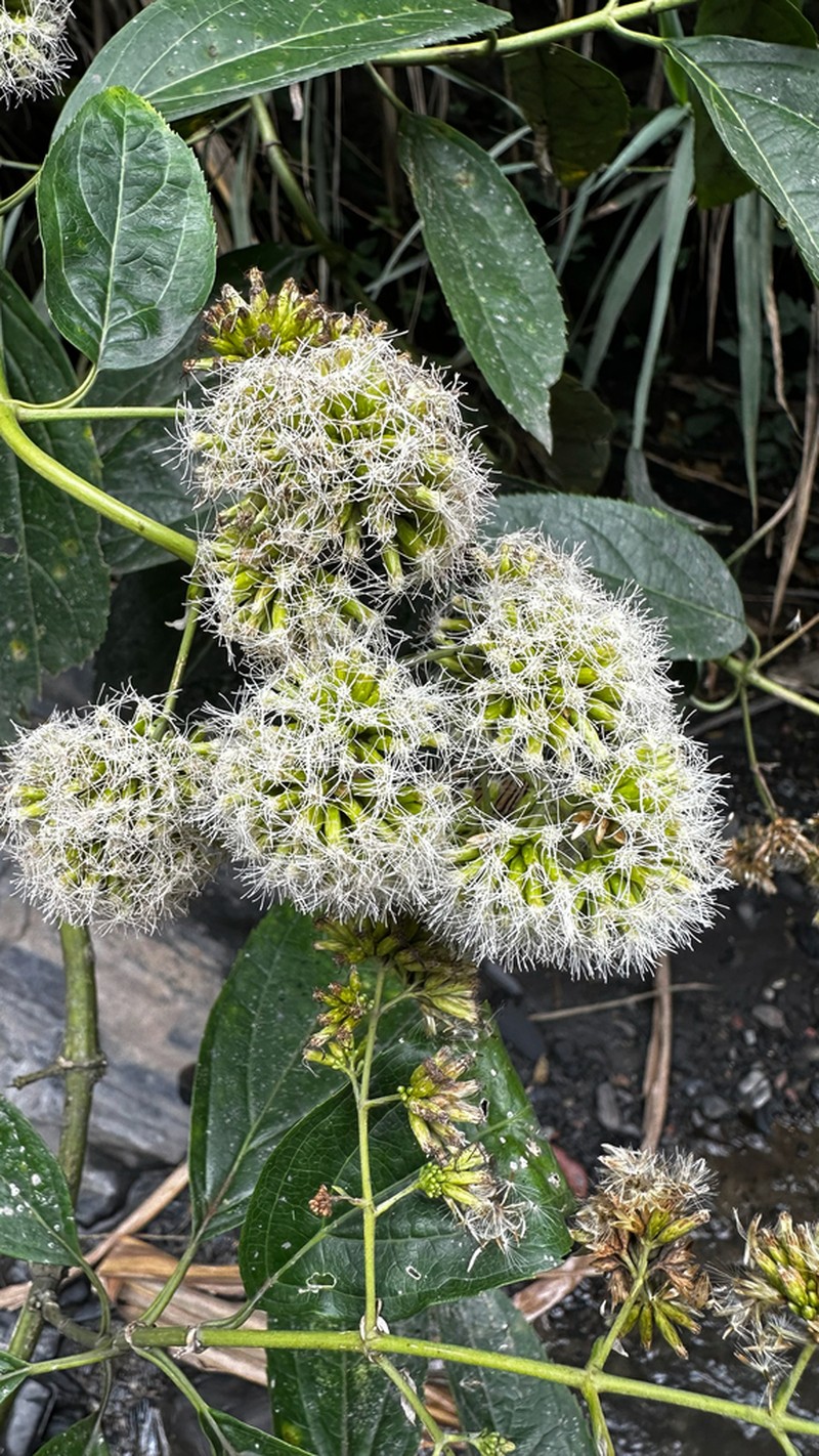 Critonia morifolia photo 8