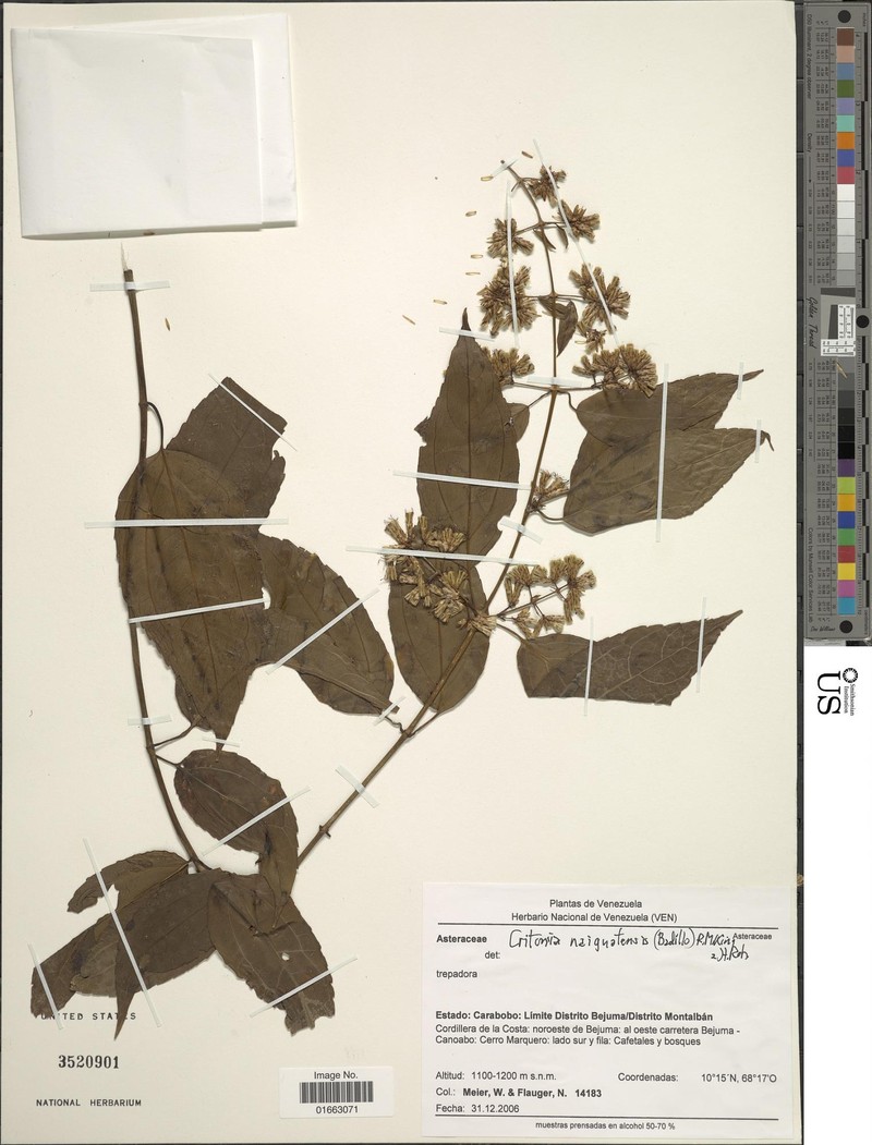Critonia naiguatensis