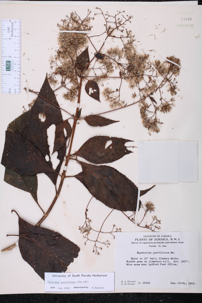 Critonia parviflora