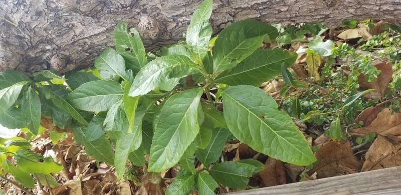 Puerto Rico Thoroughwort