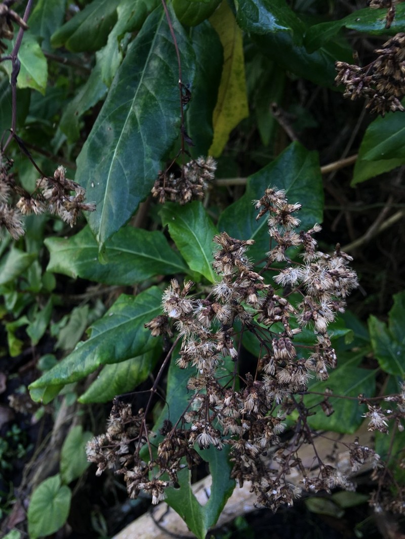 Puerto Rico Thoroughwort photo 2