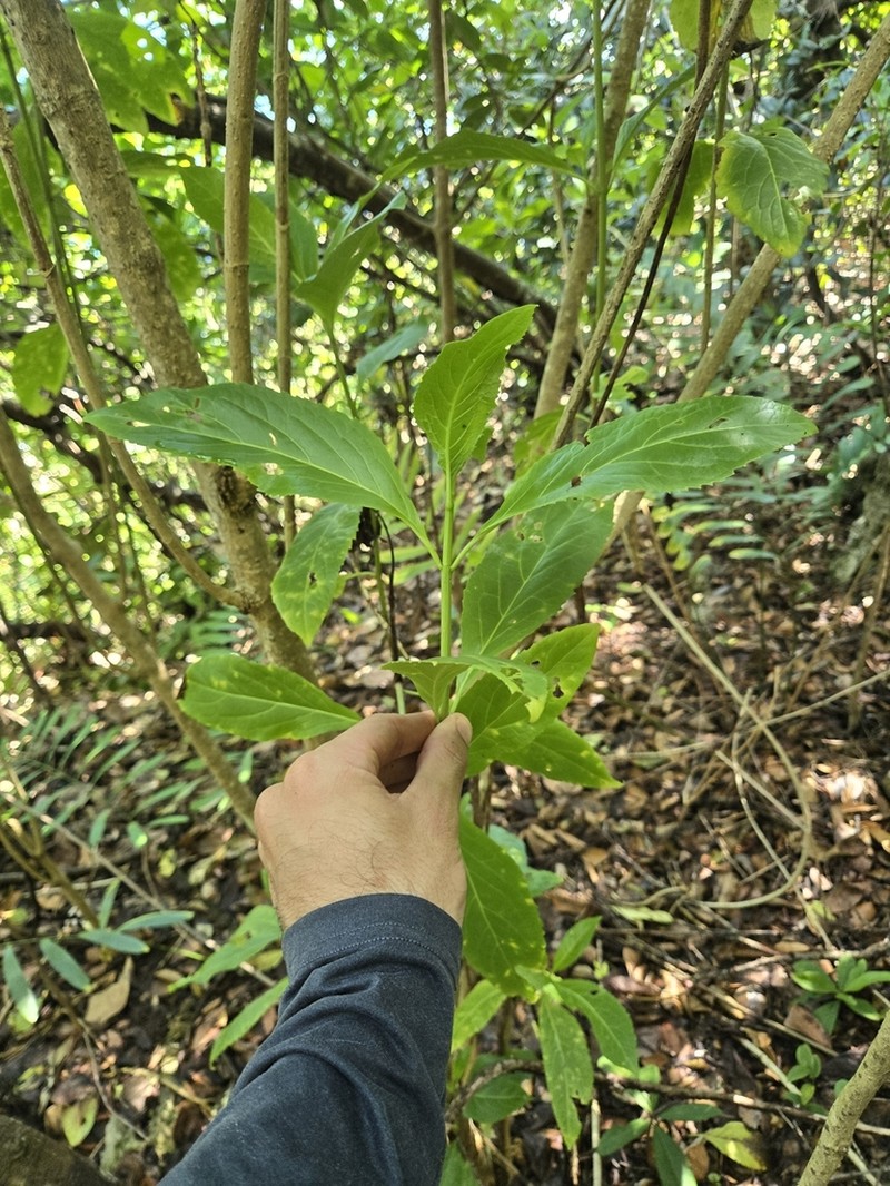 Puerto Rico Thoroughwort photo 3