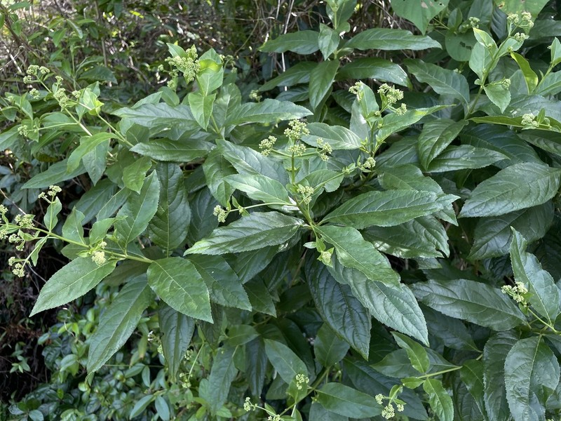 Puerto Rico Thoroughwort photo 4