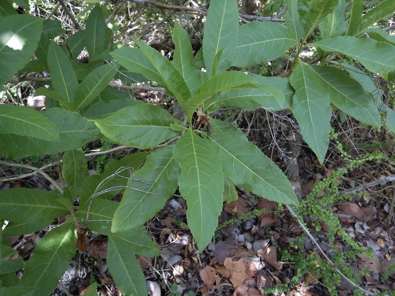 Puerto Rico Thoroughwort photo 5