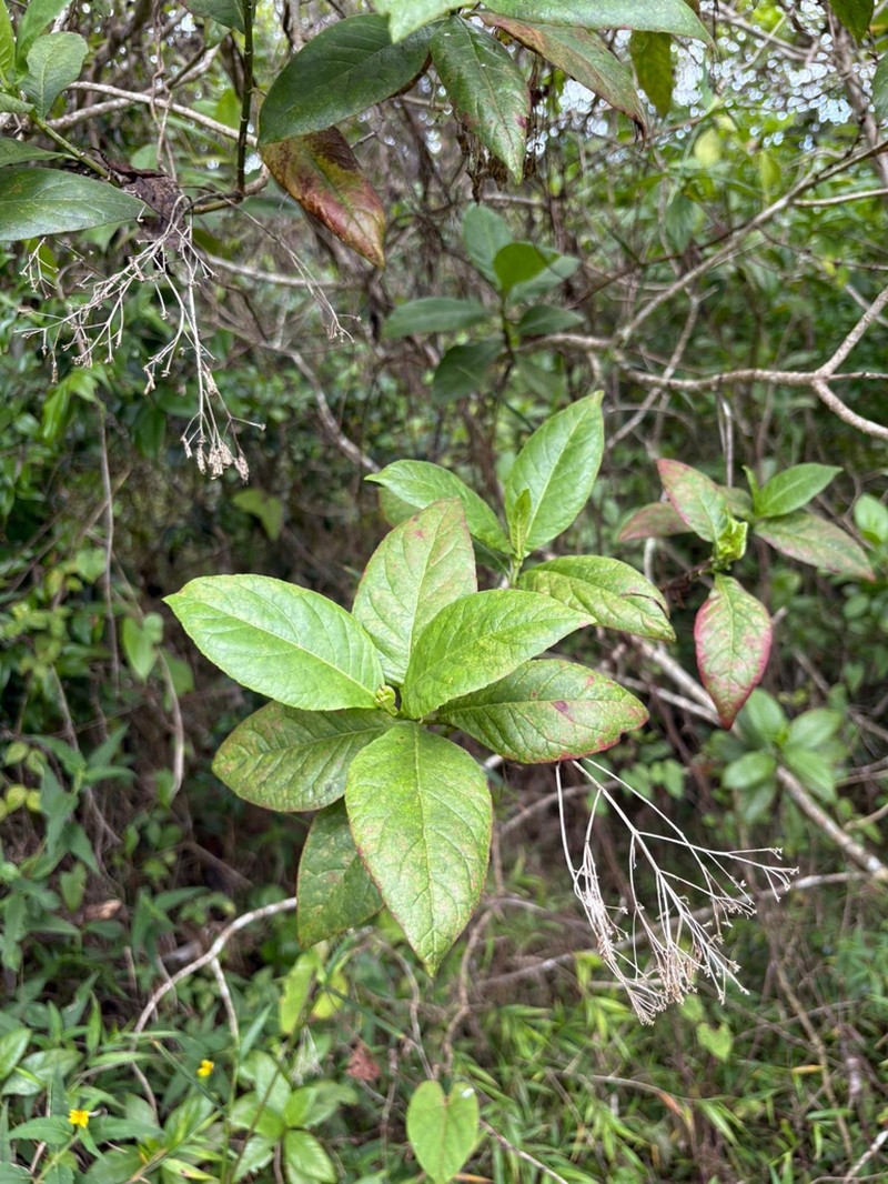 Puerto Rico Thoroughwort photo 6
