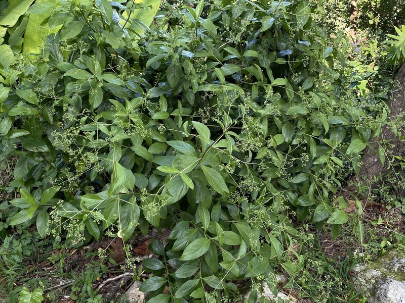 Puerto Rico Thoroughwort photo 7