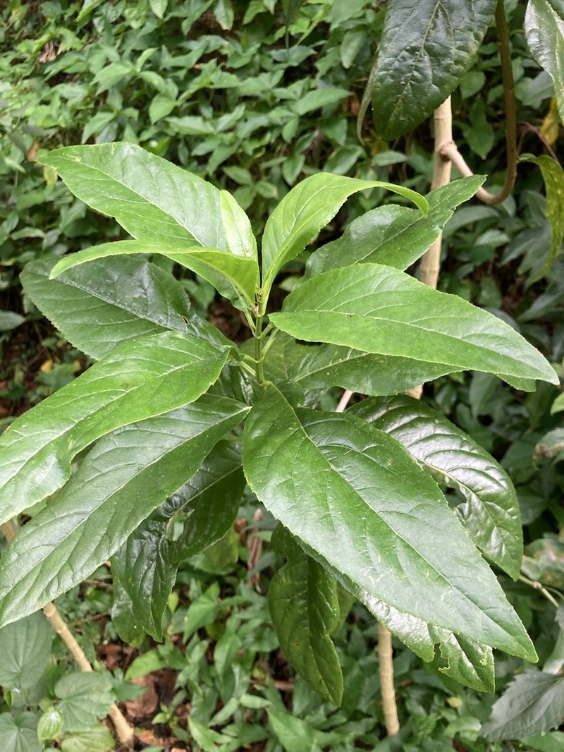 Puerto Rico Thoroughwort photo 8
