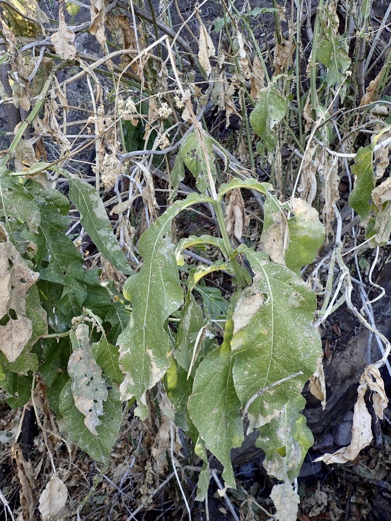 Critonia quadrangularis