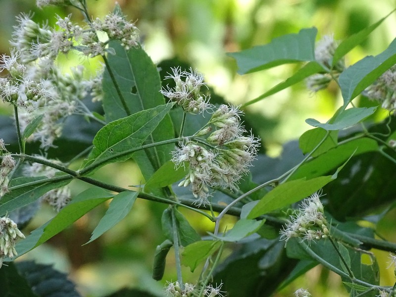 Critonia quadrangularis photo 2