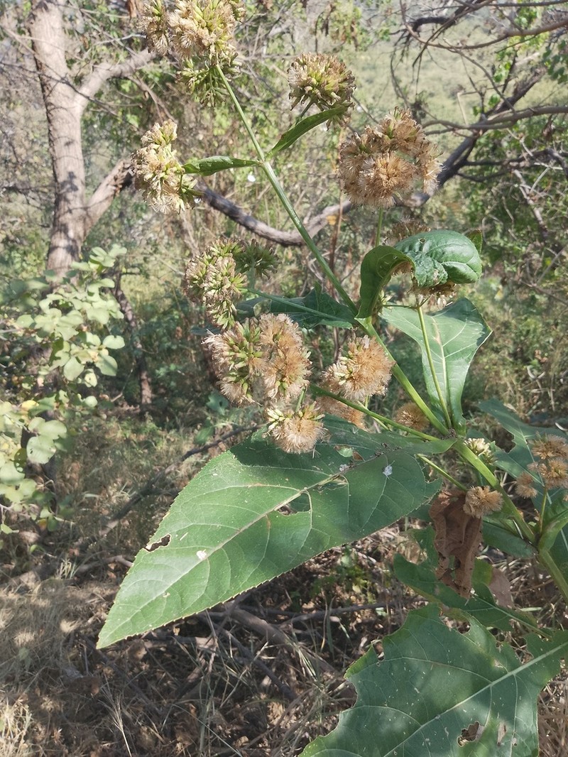 Critonia quadrangularis photo 4