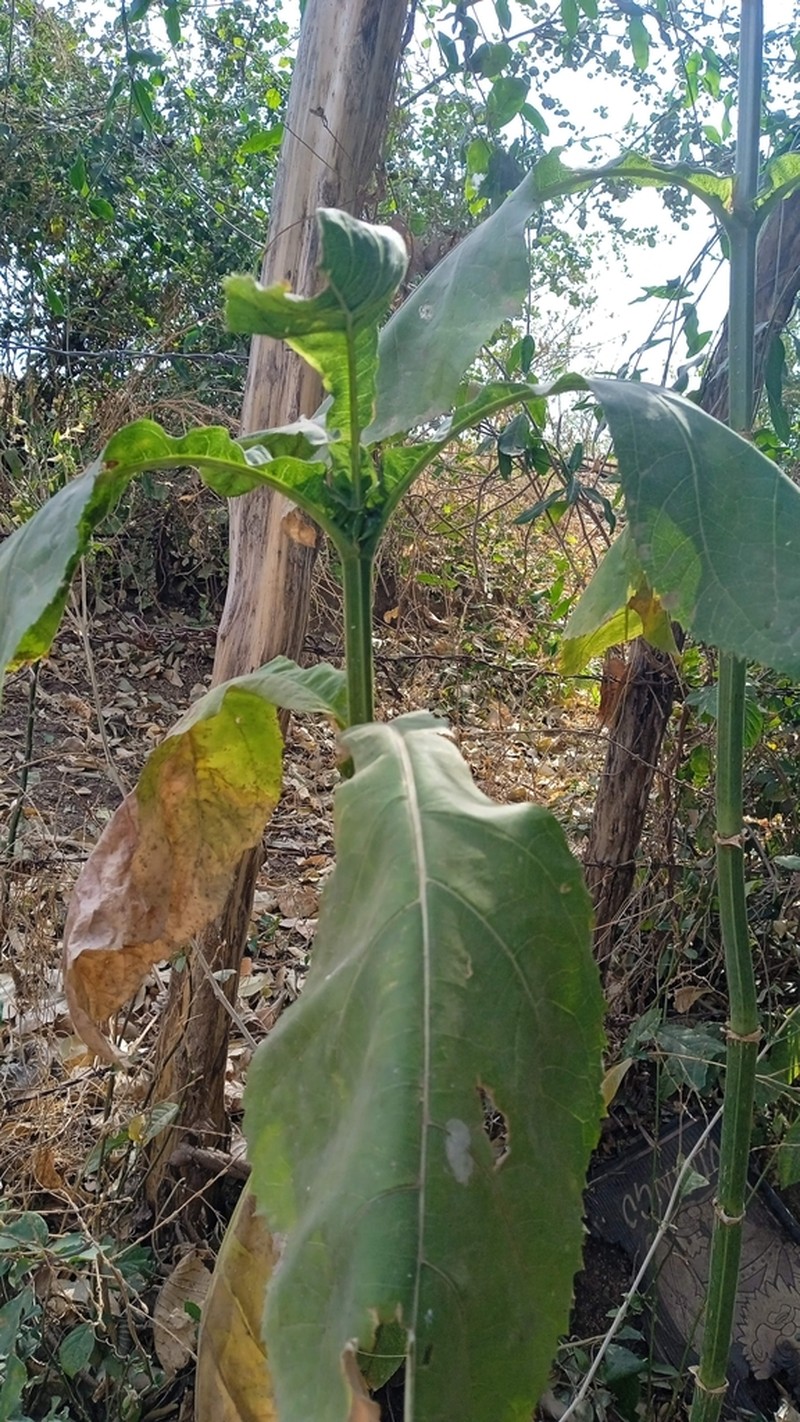 Critonia quadrangularis photo 5