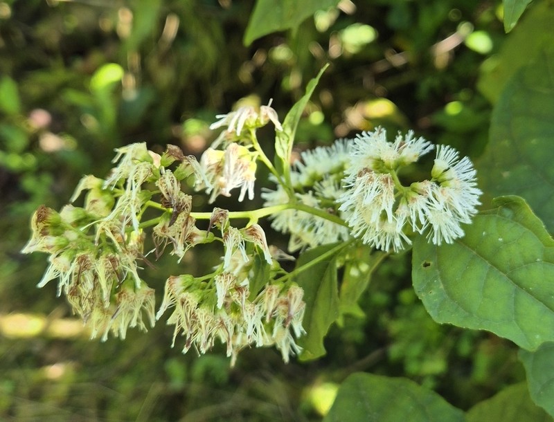Critonia quadrangularis photo 6