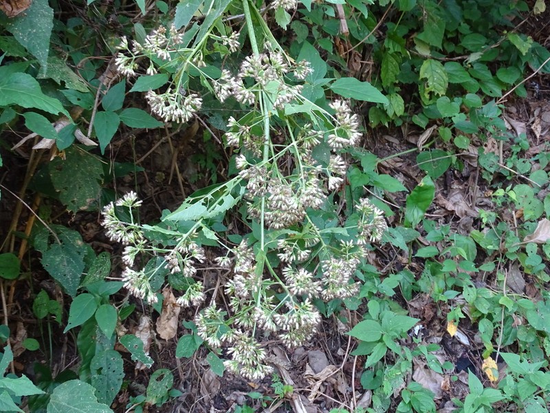 Critonia quadrangularis photo 8