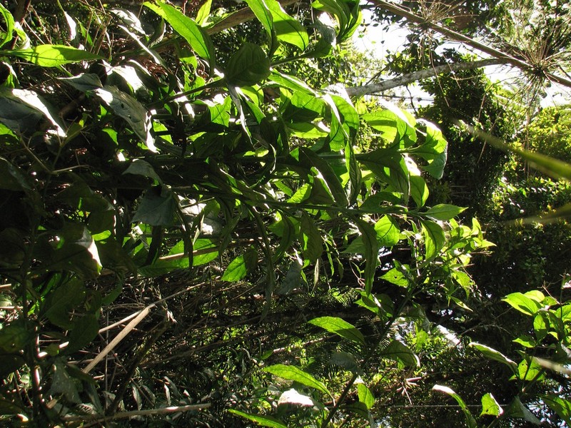 Critonia sexangularis