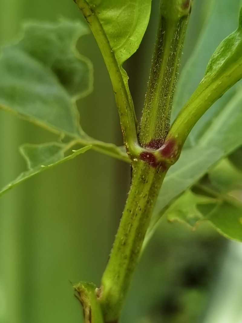 Critonia sexangularis photo 2