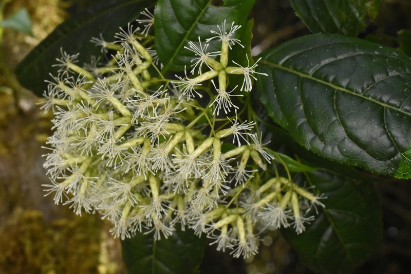 Critonia sexangularis photo 3