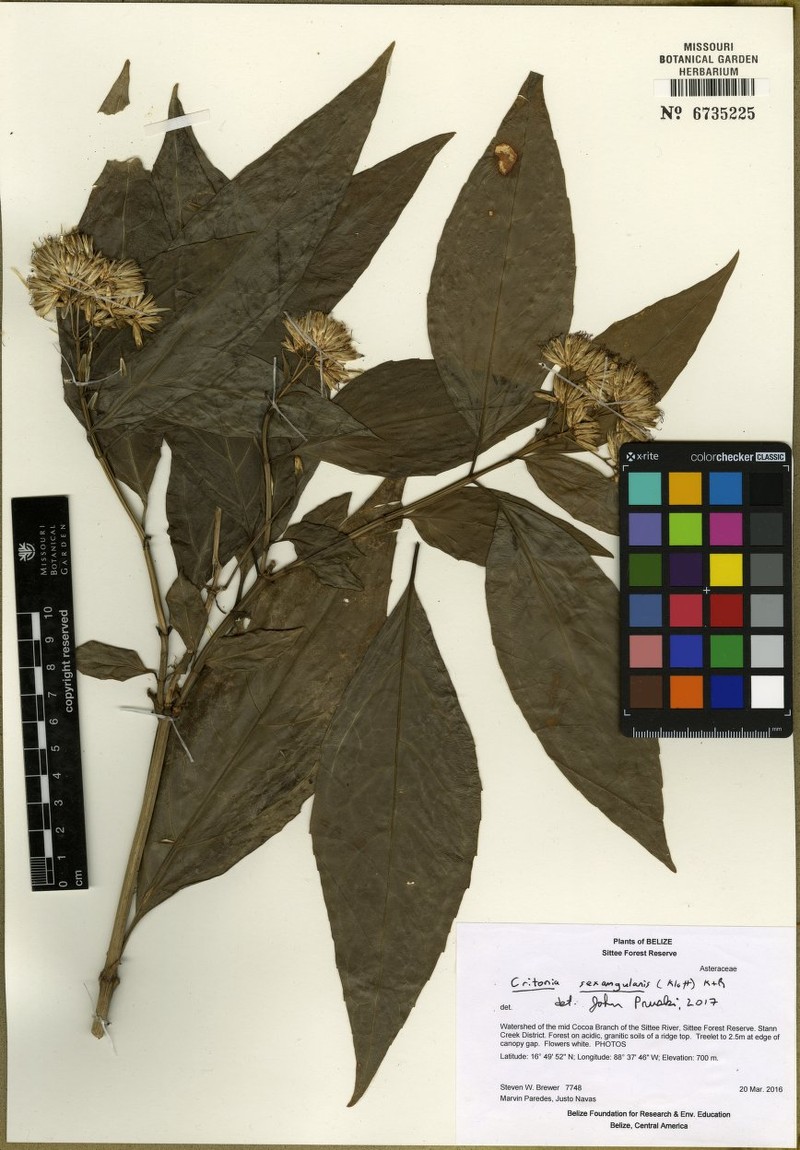 Critonia sexangularis photo 4