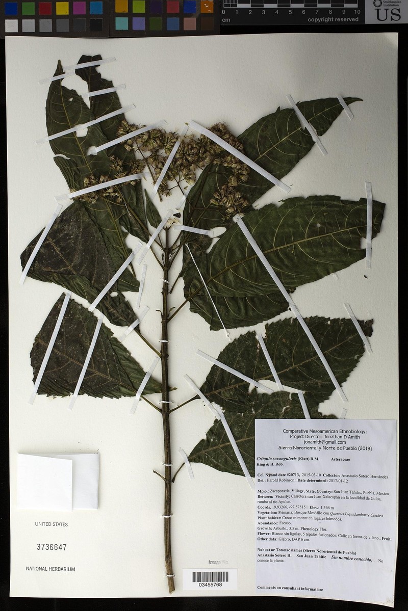 Critonia sexangularis photo 5
