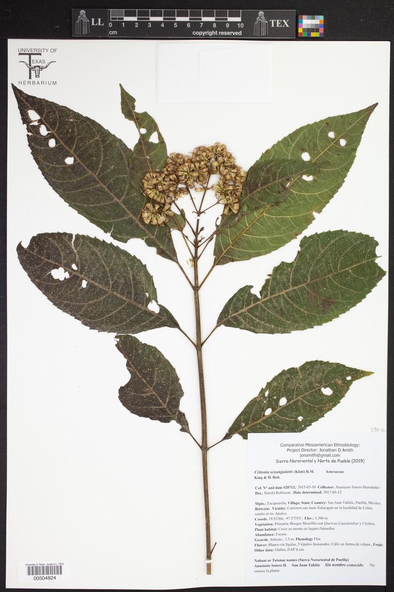 Critonia sexangularis photo 6