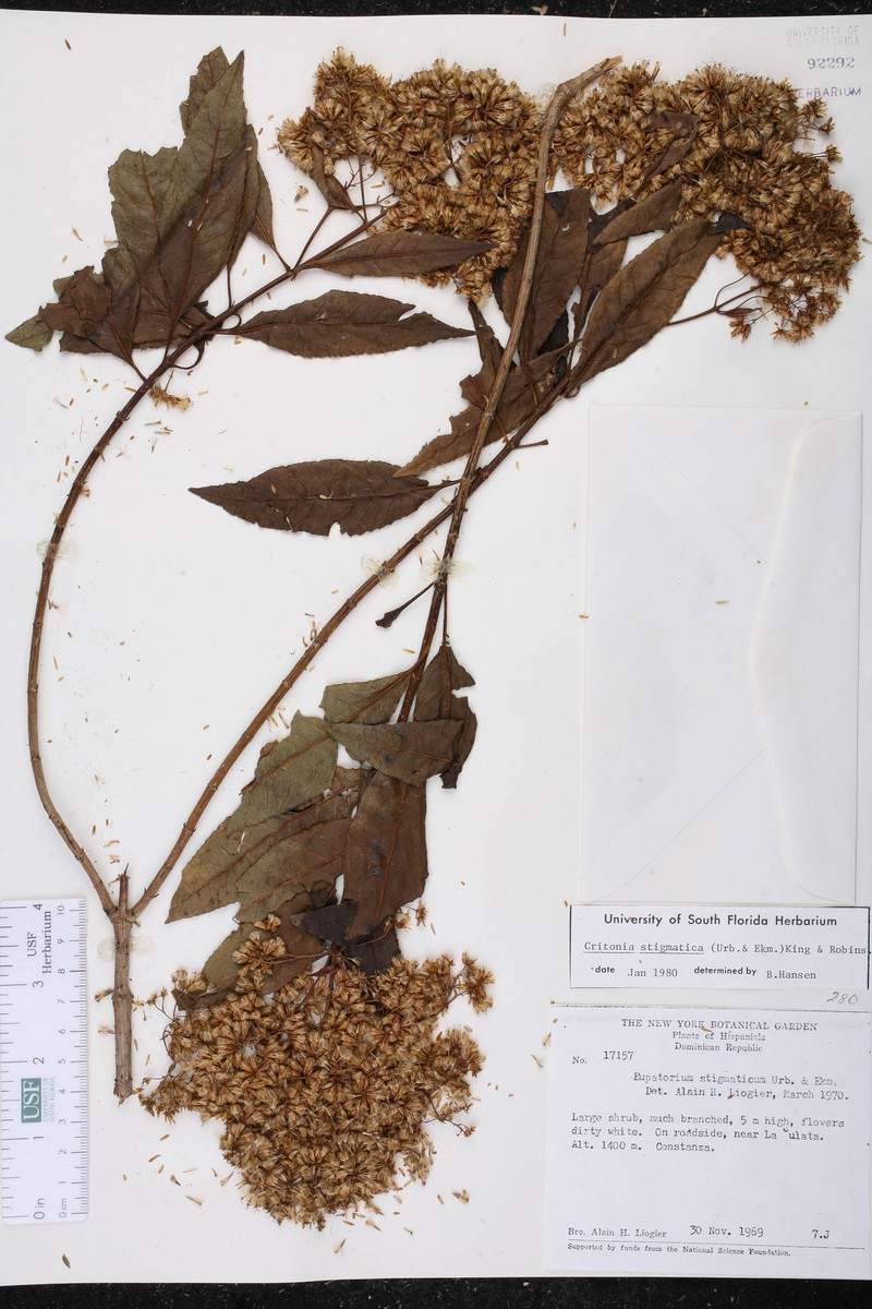 Critonia stigmatica