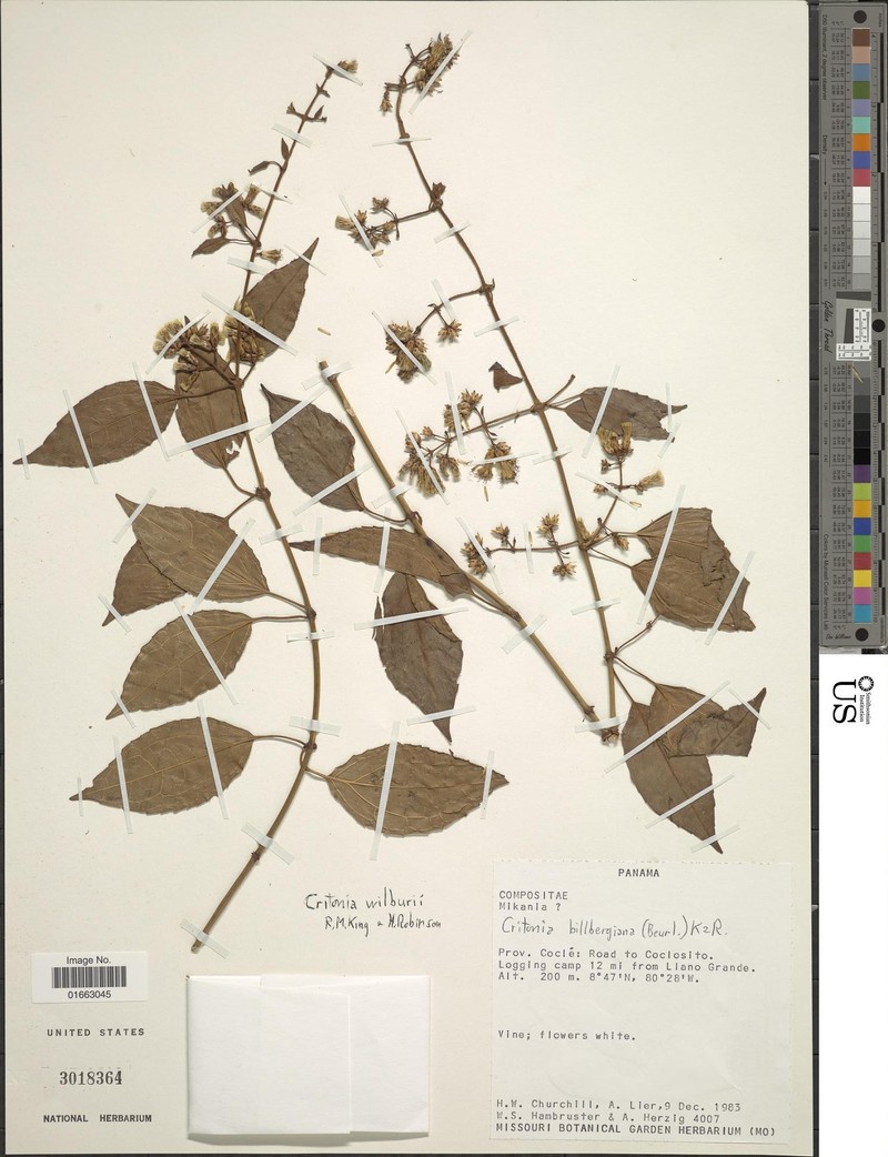 Critonia wilburii