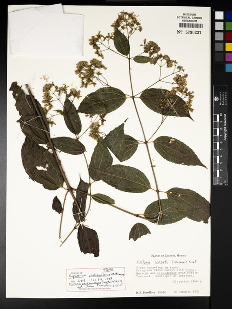 Critonia yashanalensis